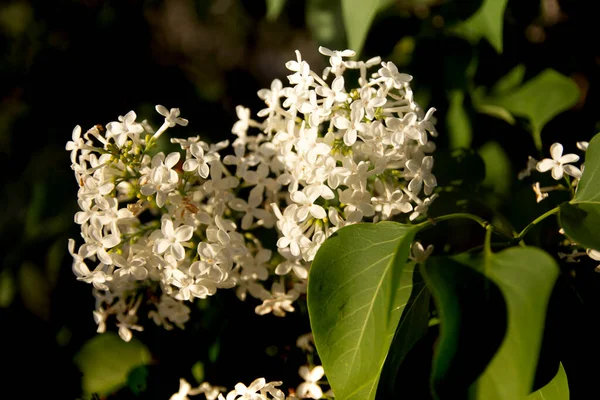 Flores Lilás Brancas Lindamente Primavera — Fotografia de Stock
