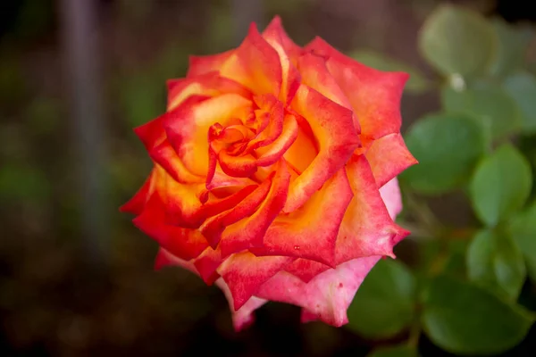 Red Rose Blooms Beautifully Summer — Stock Photo, Image