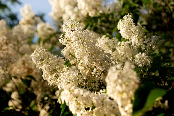 Flores Lilás Brancas Lindamente Primavera — Fotografia de Stock