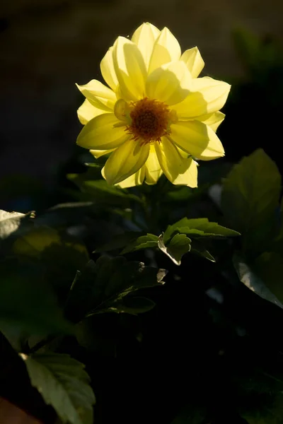 夏には黄色のダリアが美しく咲く — ストック写真