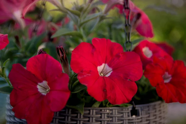 Rote Petunien Blühen Sommer Wunderschön — Stockfoto