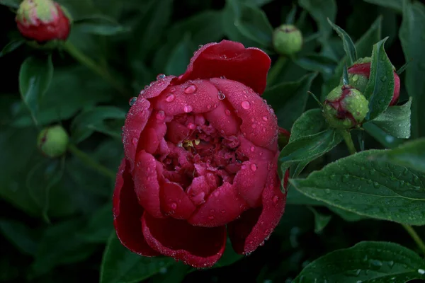 夏に美しく咲くバーガンディ牡丹 — ストック写真
