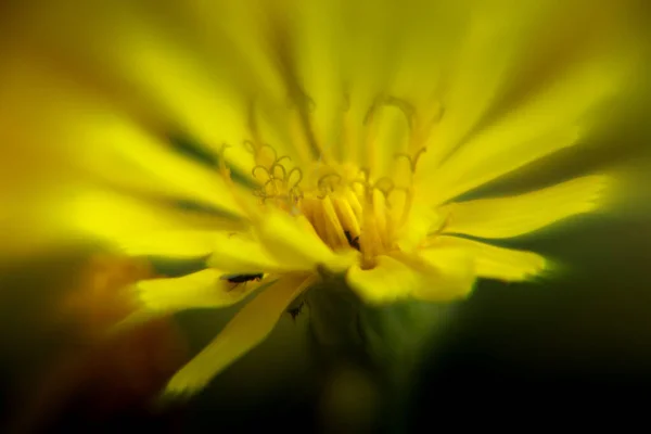 Žluté Květy Krásně Kvete Létě — Stock fotografie