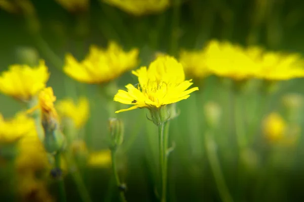 Flores Amarelas Floresce Lindamente Verão — Fotografia de Stock