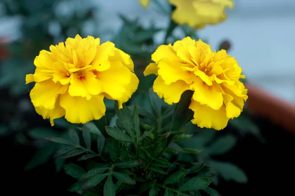 Marigolds Amarelos Florescem Lindamente Verão — Fotografia de Stock