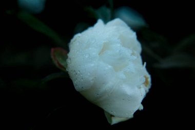 Beyaz şakayıklar güzel çiçek açar. Şakayıkların yapraklarında çiy damlaları yatar.