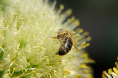 Bir arı çiçeklerden nektar toplar.