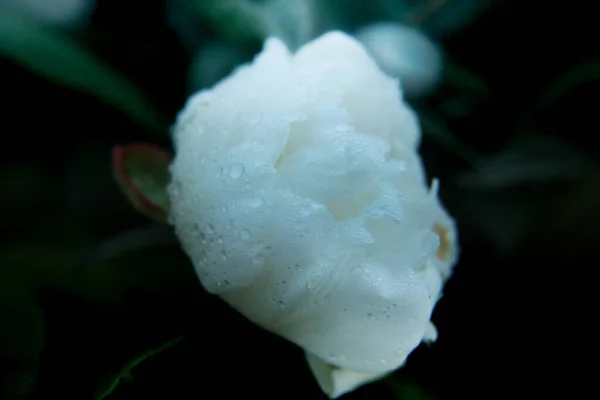 Białe Piwonie Pięknie Kwitną Krople Rosy Leżą Płatkach Piwonii — Zdjęcie stockowe