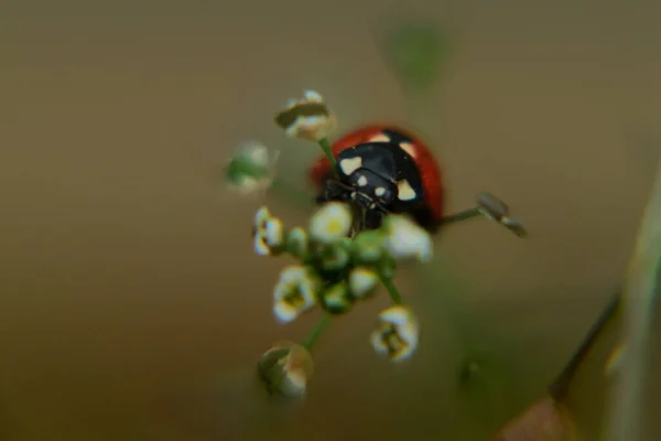 Coccinella Seduta Rametto Erba — Foto Stock