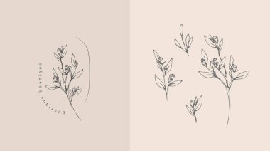 Bir dizi kadınsı botanik çiçeği dalı ve logosu. El yapımı düğün otları, zarif yapraklı ev bitkileri. Botanik kırsal trend yeşillik vektörü