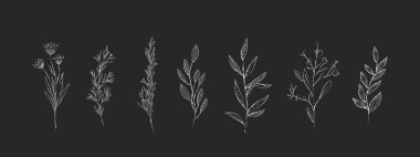 Tebeşir çiçeği dalı ve tahtadaki logo için minimalist çiçekler. El yapımı düğün otları, davetiye için zarif yapraklar. Botanik kırsal trend yeşilliği