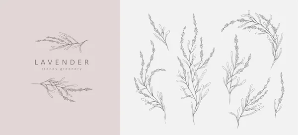 Набор логотипа и ветки лаванды. Ручной рисунок свадебной травы, растения и монограммы с элегантными листьями для приглашения сохранить дизайн карты даты. Ботанический — стоковый вектор
