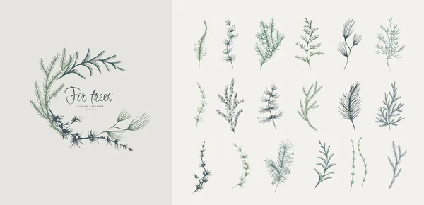 Evergreen plantes logo floral et ensemble de branches. Sapins Ligne dessinée à la main plante d'hiver, herbe aux feuilles élégantes pour l'invitation de Noël, enregistrez la carte de date. Botanique rustique verdure à la mode — Image vectorielle