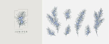 Ardıç çiçeği logosu ve dal seti. El yapımı kış bitkisi, davetiye için zarif yapraklar. Tarih kartını sakla.