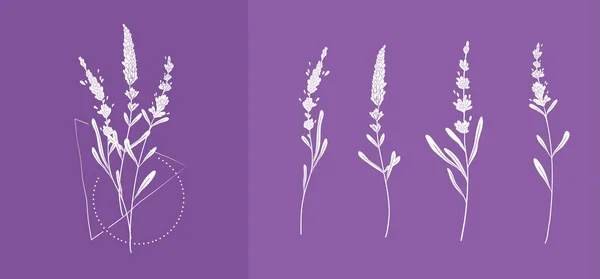 Lavendel-Logo und verzweigte Silhouette. Handgezeichnetes Hochzeitskraut, Pflanze und Monogramm mit eleganten Einladungsblättern speichern das Datumskartendesign. Botanisch rustikal — Stockvektor