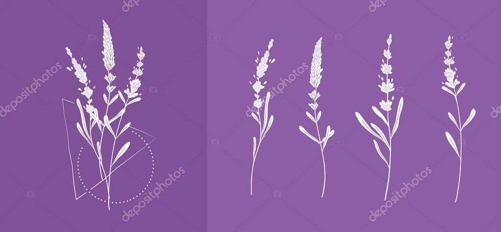 Lavender logo and branch in silhouette style. Hand drawn wedding herb, plant and monogram with elegant leaves for invitation save the date card design. Botanical rustic trendy greenery