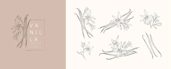Cialde di vaniglia fiori logo floreale e set di rami. Erba di linea disegnata a mano, foglie eleganti per invito salvano la carta di data. Rustico botanico — Vettoriale Stock
