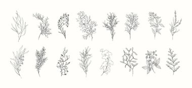 Çiçek dalı ve logo ya da dövme için minimalist çiçekler. El yapımı düğün otları, davetiye için zarif yapraklar. Randevu kartını sakla. Botanik kırsal trend