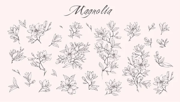 Logotipo de flor de Magnolia y conjunto de ramas. Línea dibujada a mano hierba de la boda, hojas elegantes para la invitación guardar la tarjeta de fecha. Rústico botánico — Vector de stock