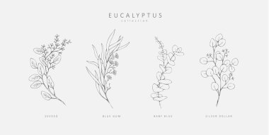 Floral branches of different types of eucalyptus, silver dollar, baby blue, blue gum, seeded. Hand drawn wedding herb with elegant leaves clipart
