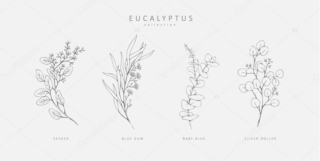 Floral branches of different types of eucalyptus, silver dollar, baby blue, blue gum, seeded. Hand drawn wedding herb with elegant leaves