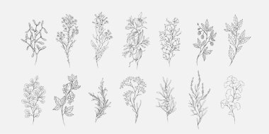 Çiçek dalı ve logo ya da dövme için minimalist yapraklar. El yapımı düğün otları, davetiye için zarif kır çiçekleri randevu kartınızı saklayın. Botanik kırsal trend yeşillik vektörü