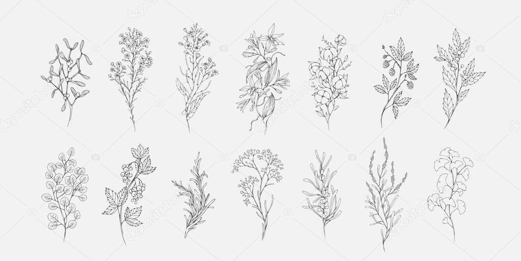 Floral branch and minimalist leaves for logo or tattoo. Hand drawn line wedding herb, elegant wildflowers for invitation save the date card. Botanical rustic trendy greenery vector