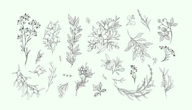 Çiçek dalı ve logo ya da dövme için minimalist yapraklar. El yapımı düğün otları, davetiye için zarif kır çiçekleri randevu kartınızı saklayın. Botanik kırsal trend yeşillik vektörü