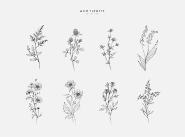 Logo ya da dekorasyon için modaya uygun kır çiçekleri ve minimalist çiçekler. El yapımı düğün otları, davetiye için zarif yapraklar. Randevu kartını sakla. Botanik kırsal trend yeşillik vektörü