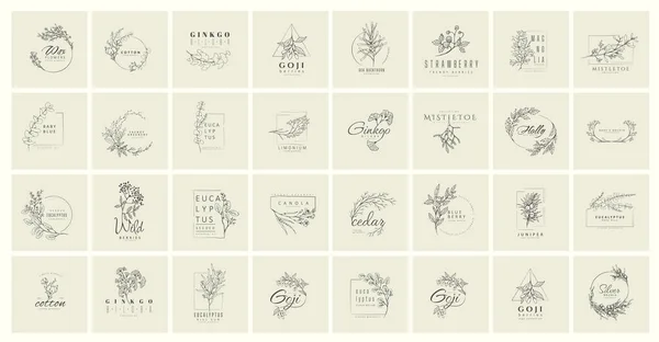 Набор Минимальной Женской Ботанической Рамы Логотипа Свадебная Трава Ручной Работы — стоковый вектор