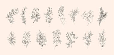 Çiçek dalı ve logo ya da dövme için minimalist yapraklar. El yapımı düğün otları, davetiye için zarif kır çiçekleri randevu kartınızı saklayın. Botanik kırsal trend yeşillik vektörü