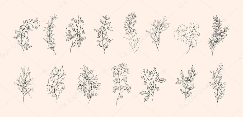 Floral branch and minimalist leaves for logo or tattoo. Hand drawn line wedding herb, elegant wildflowers for invitation save the date card. Botanical rustic trendy greenery vector