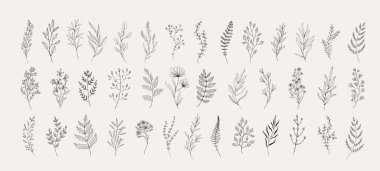 Çiçek dalı ve logo ya da dövme için minimalist yapraklar. El yapımı düğün otları, zarif kır çiçekleri. Baskı, kapak veya duvar kağıdı için en küçük çizgi çizimi