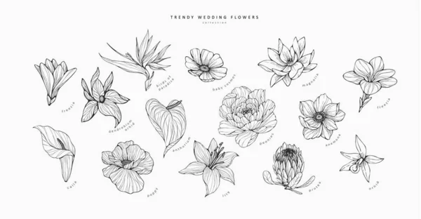 Set Trendiger Hochzeitsblumen Für Logo Oder Dekoration Handgezeichnete Liniendekoration Elegante — Stockvektor
