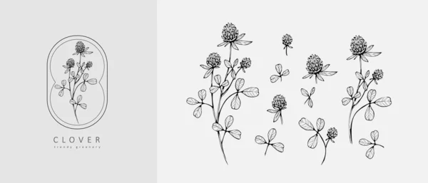 Zestaw Luksusowych Kwiatów Koniczyny Logo Modne Elementy Botaniczne Ręcznie Narysowana — Wektor stockowy