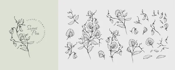 Set Luxury Sweet Pea Flowers Logo Trendy Botanical Elements Hand — Vetor de Stock