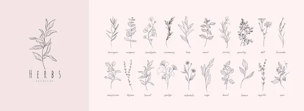 Набор Векторных Трав Специй Винтажные Модные Ботанические Элементы Ручная Линия — стоковый вектор
