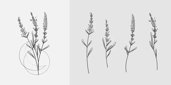 Lavender Logo Branchin Line Style Hand Drawn Wedding Herb Plant — ストックベクタ