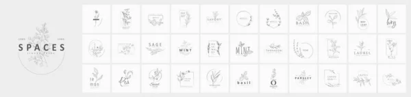Set Logo Herbs Spices Botanical Floral Frame Hand Drawn Wedding — Vector de stock
