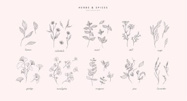 Vektör el bitkiler ve baharatlar hazır. Eski moda botanik elementler. El çizimi dallar ve çiçek açar. - Evet. Vektör eğilimli yeşillik