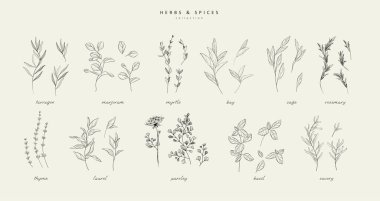 Vektör el bitkiler ve baharatlar hazır. Eski moda botanik elementler. El çizimi dallar ve çiçek açar. - Evet. Vektör eğilimli yeşillik