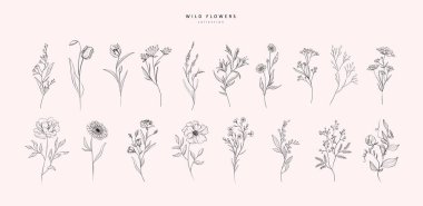 Yaban çiçekleri ve yapraklar. Son moda botanik elementler. El çizgisi dalları ve çiçek açıyor. Davetiye için zarif kır çiçekleri. Randevu kartını sakla. Vektör eğilimli yeşillik