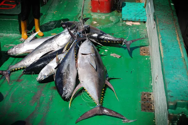 Yellow fin tuna — Stock Photo, Image