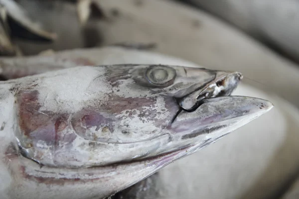 Frozen Tuna — Stock Photo, Image