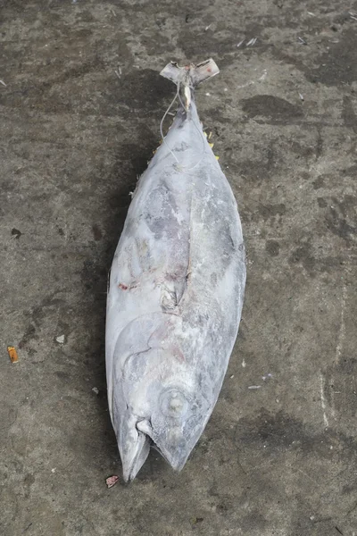 Mrożony tuńczyk — Zdjęcie stockowe