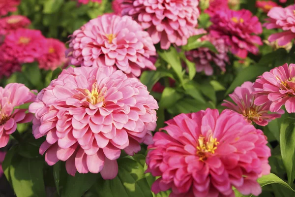 Zinnia elegans çiçekler