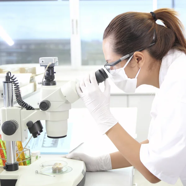 Científico que trabaja en el laboratorio — Foto de Stock