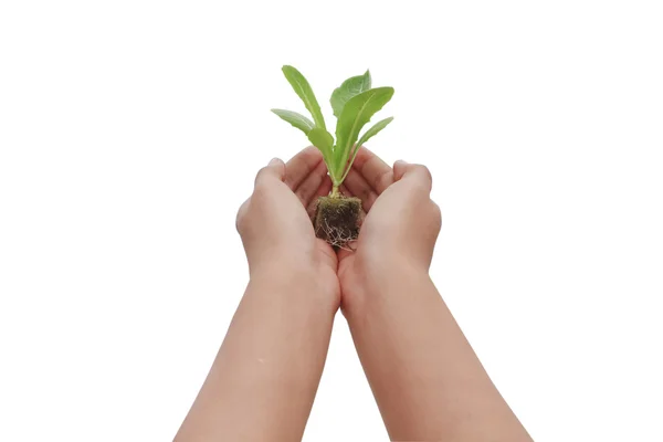 Holding green plant in hand — Stock Photo, Image