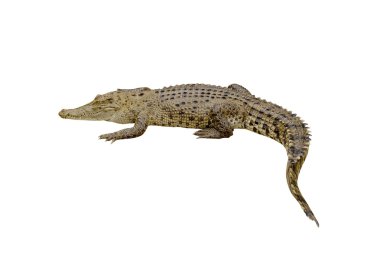 Timsah beyaz zemin üzerine.