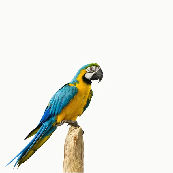 Parrot bird sitting on the perch — Stock Photo, Image